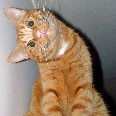Animal-Cat-Incline.jpg