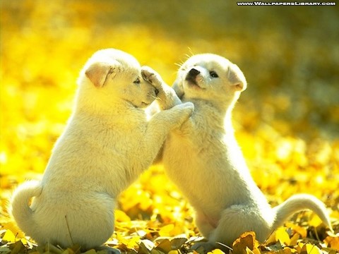 cute-puppies-wallpaper.jpg