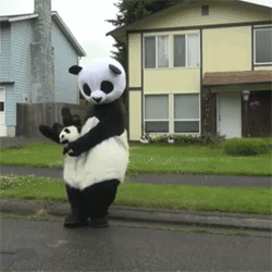 팬더 움짤.gif