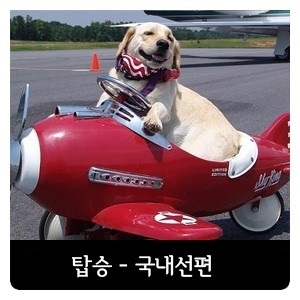 강아지탑승.jpg