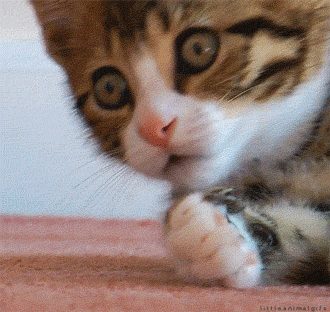1719898063.gif
