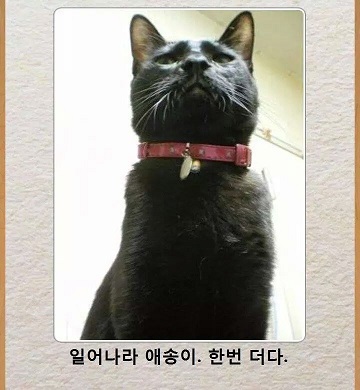 일어나라 애송이 한번더다.jpg