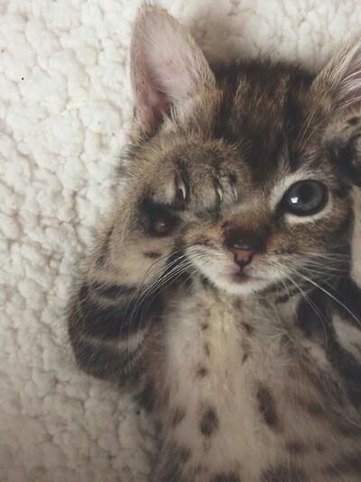 wink-Kitty.jpg