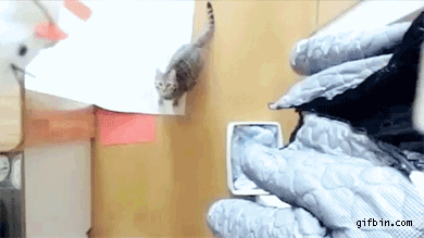고양이 점프력.gif