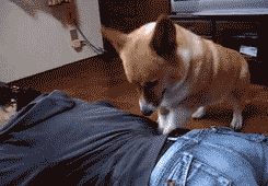 개안마.gif