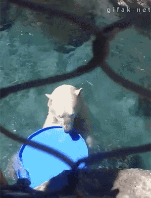 곰신령.gif