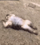 monkey.gif