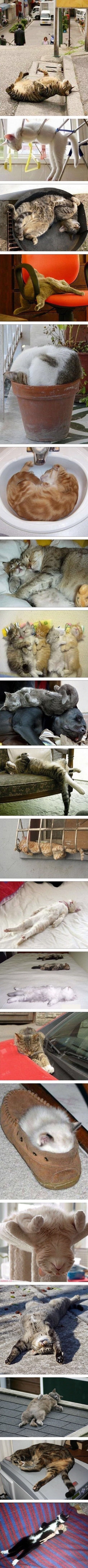cat001.jpg