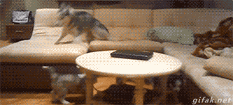 20150803_181413_-1265051316.gif
