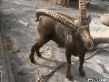 ba612ea227175458ae8b1dff6ab0c1df_HxHoaMIiRYej6fR4TYM.gif
