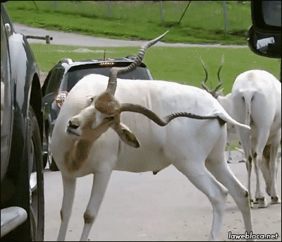 ba612ea227175458ae8b1dff6ab0c1df_BP4N13gbXHMGx4dnlgCn.gif