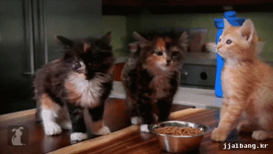 __141437882396516.gif