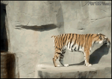 깜놀 호랑이.gif