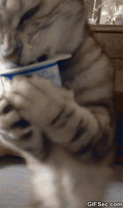 Yogurt-Cat-GIF-2015.gif