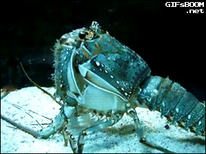 tumblr_nm4qfxaWi31s02vreo1_400.gif