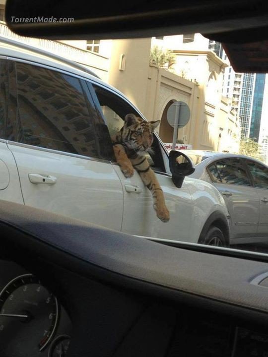dubai1.jpg