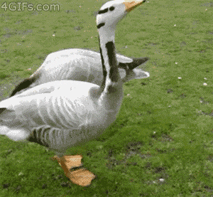 DAA563dd3ffe4929.gif