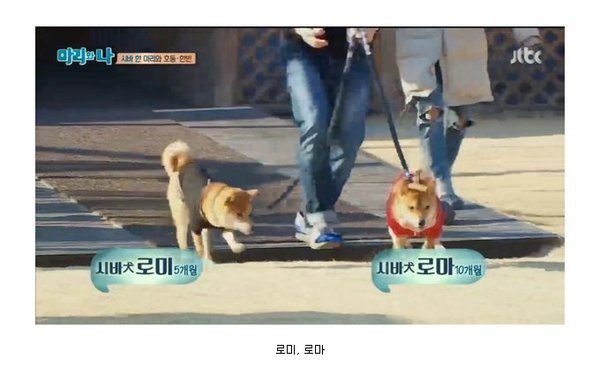 적절한개이름.jpg