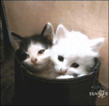 몇마리인ㄹ까요.gif