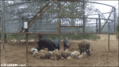 tumblr_nkhulxWYvq1s02vreo1_400.gif