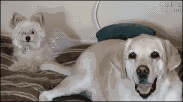 꼬리싸다구.gif