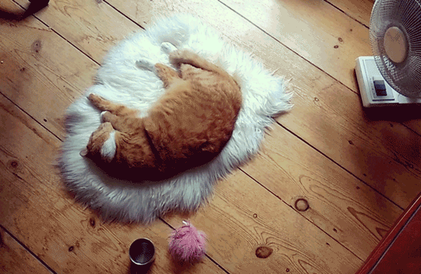 image.gif