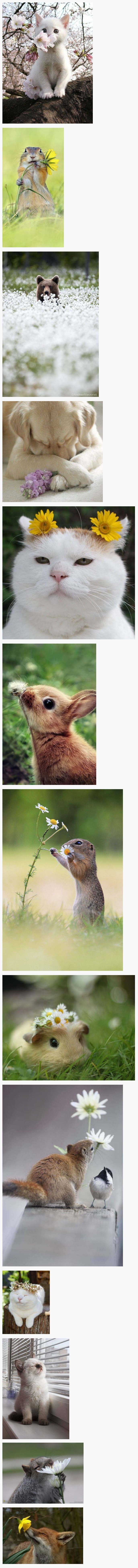 sp.jpg