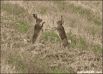 tumblr_nnhqn6BNjb1s02vreo1_400.gif