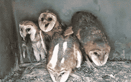 올빼미.gif