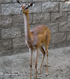 목넘김.gif