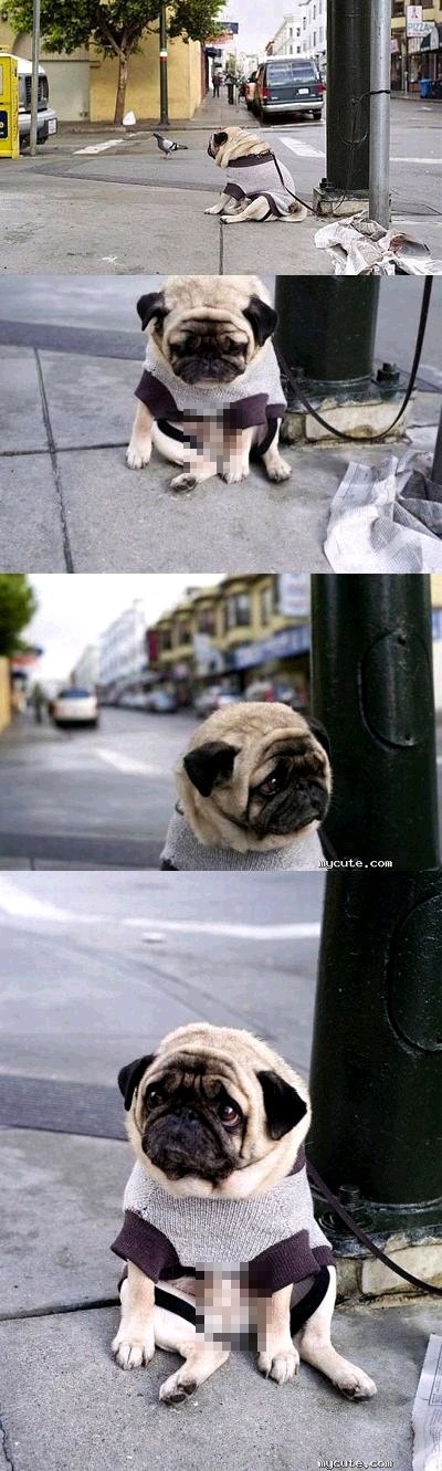 saddog.jpg