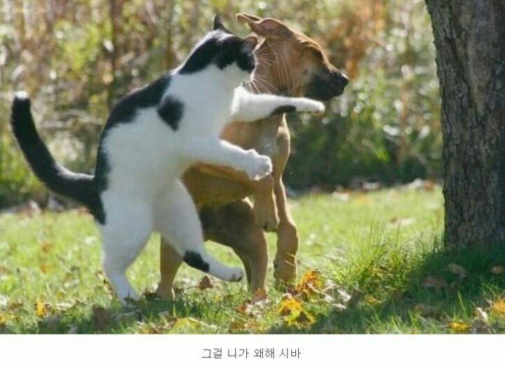 야옹아4.jpg