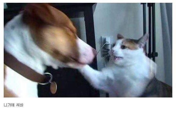 야옹아2.jpg