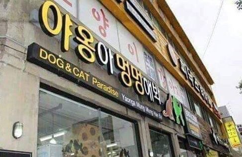 야옹아.jpg