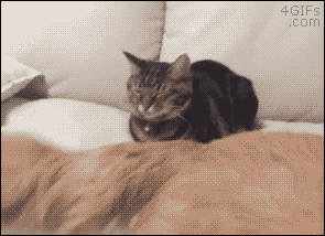 1470477427702.GIF