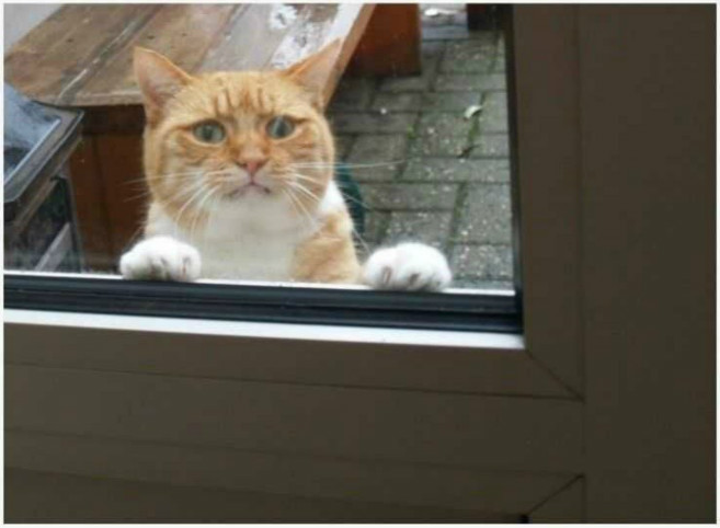 cat4.png