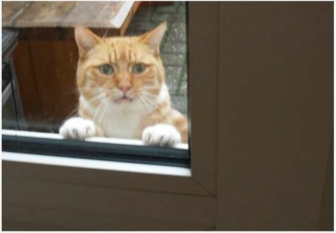 cat2.jpg