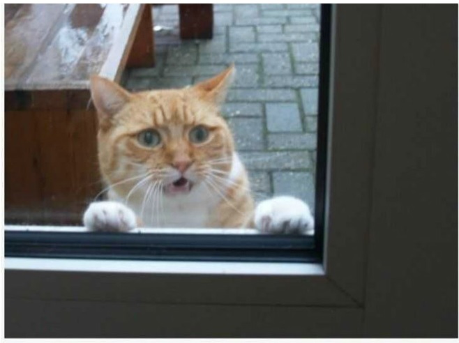 CAT1.jpg