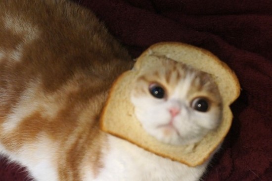 cat_2.jpg