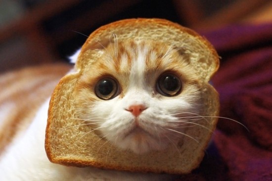 cat_1.jpg