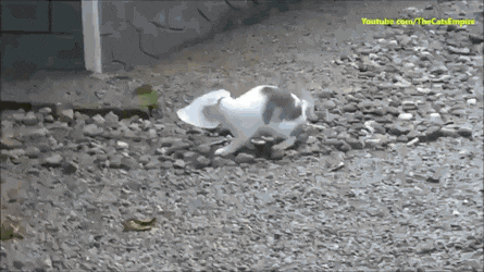 1477745322_m9f49ehMj1.gif