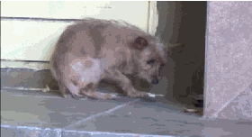 aa1.gif