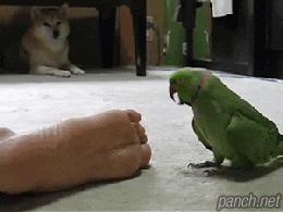 발냄새.gif
