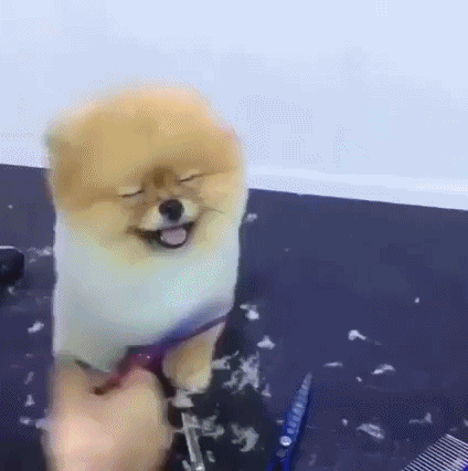 개미용.gif