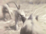 Dg454e20732e8010.gif