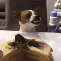 으으렁.gif