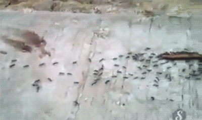 tumblr_nq3kb04WI11qzt7d8o1_400.gif