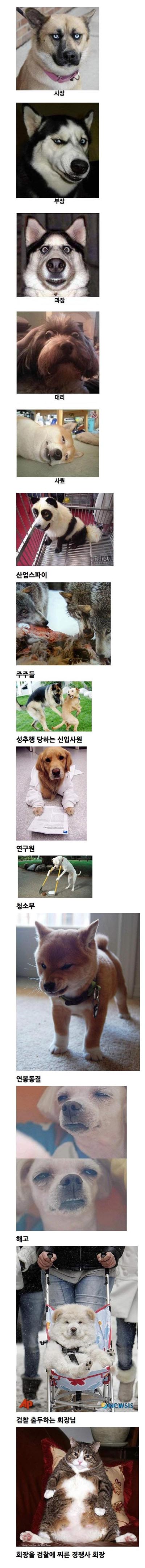 1318739801_oqgex142_1318733097_pntycoli_dogs_28129_hjun2157.jpg