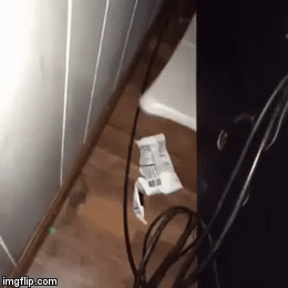 냥이_활용법.gif