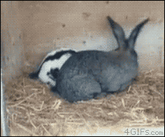 토끼.gif